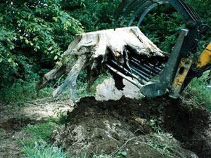 Surgery Trees Cornwall